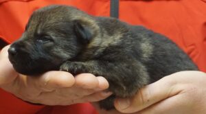 A person holding a small kitten in their hands.