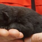 A person holding their cat in his hand