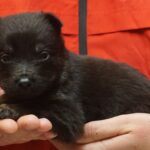 A person holding a puppy in their hands.