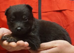 A person holding a puppy in their hands.