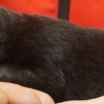 A person holding onto the hand of a black cat.
