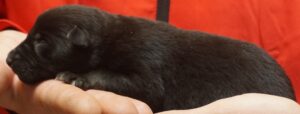 A person holding onto the hand of a black cat.