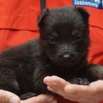 A person holding a black puppy in their hands.