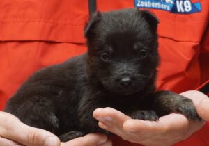 A person holding a black puppy in their hands.