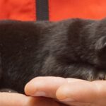 A person holding onto a black cat