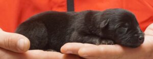 A person holding onto a black cat