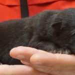 A person holding a cat in their hand.