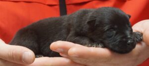 A person holding a cat in their hand.