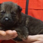 A person holding a puppy in their hands.