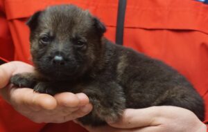 A person holding a puppy in their hands.