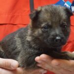 A person holding a puppy in their hands.
