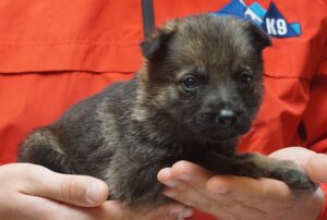 A person holding a puppy in their hands.