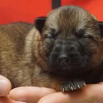A person holding a puppy in their hands.