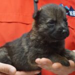 A person holding a puppy in their hands.