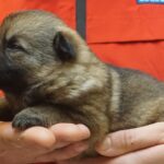 A person holding a puppy in their hands.