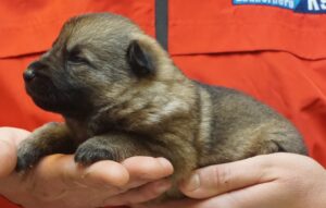 A person holding a puppy in their hands.