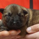 A person holding a puppy in their hands.