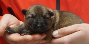 A person holding a puppy in their hands.
