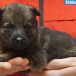 A person holding a puppy in their hands.