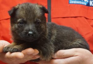 A person holding a puppy in their hands.