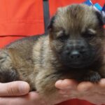 A person holding a puppy in their hands.
