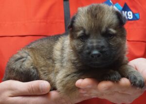A person holding a puppy in their hands.