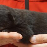 A person holding a cat in their hands.