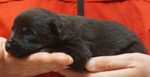 A person holding a cat in their hands.