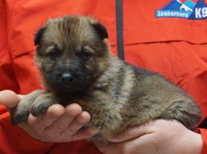 A person holding a puppy in their hands.