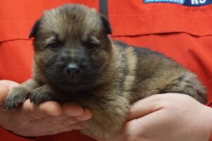 A person holding a puppy in their hands.
