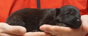 A person holding onto the paw of a cat