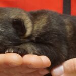 A person holding a small animal in their hands.