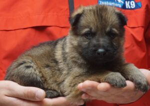 A person holding a puppy in their hands.