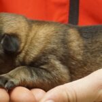 A person holding onto a dog 's paw