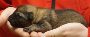 A person holding onto a dog 's paw