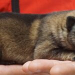 A person holding onto a dog 's paw