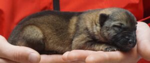 A person holding onto a dog 's paw