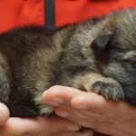 A person holding a dog in their hands.