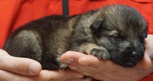 A person holding a dog in their hands.