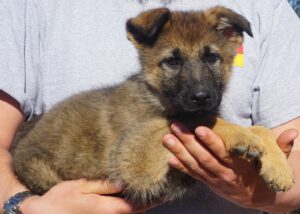 A person holding a puppy in their hands.