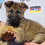 A person holding a puppy in their arms.