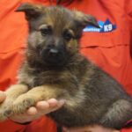 A person holding a puppy in their hands.
