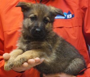 A person holding a puppy in their hands.