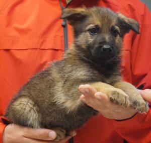 A person holding a puppy in their hands.