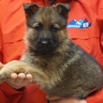A person holding a puppy in their hands.