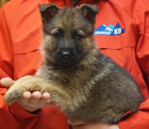 A person holding a puppy in their hands.