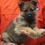 A person holding a puppy in their hands.