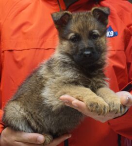 A person holding a puppy in their hands.