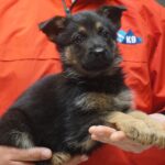 A person holding a puppy in their hands.