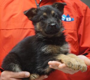 A person holding a puppy in their hands.